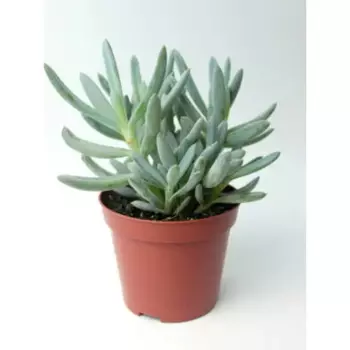 Сенецио 6 h8 см