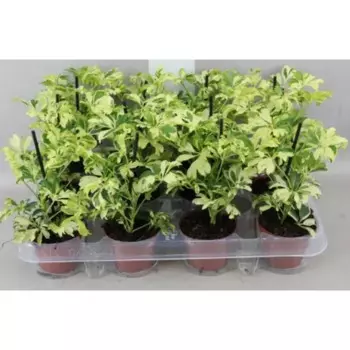 Шеффлера 8x20 см