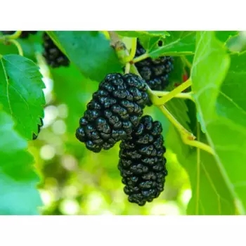 Шелковица черная 17 h100 см