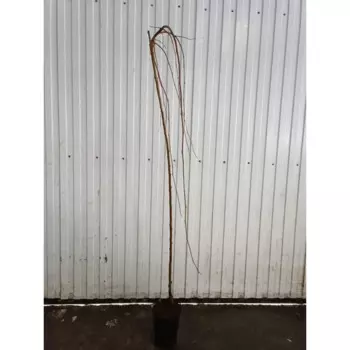 Шелковица Плакучая черная 23 h120 - 140 см