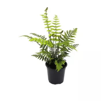 Щитовник микс 12 h8 см