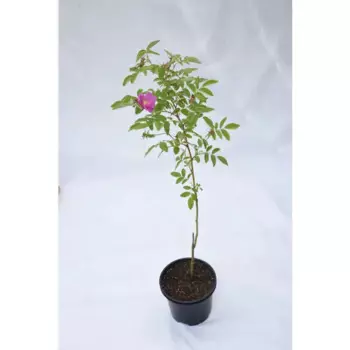 Шиповник Воронцовский 3 17 h30 см