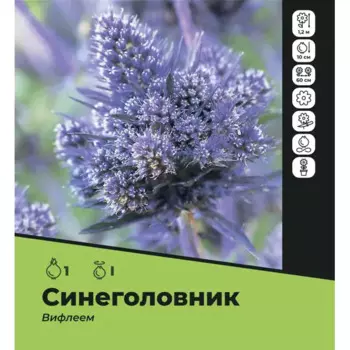 Синеголовник Вифлеем луковицы I