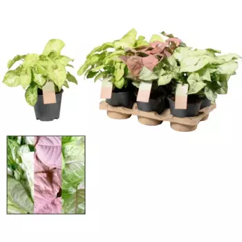 Сингониум 12 h30 см