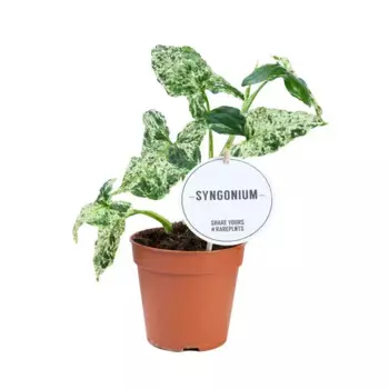 Сингониум сорт 12 h30 см