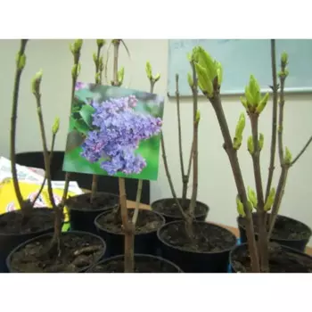 Сирень 21 h20 - 40 см