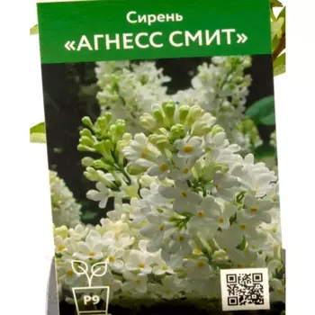 Сирень Агнесс Смит 9 см h40 см