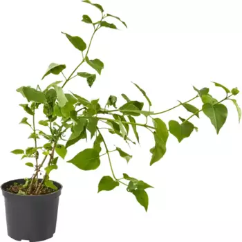 Сирень День Победы 15 h35 см