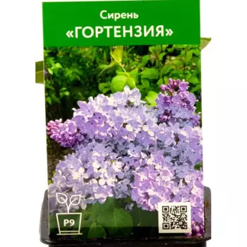 Сирень Гортензия 9 см h40 см