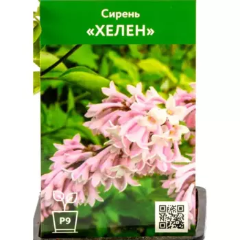 Сирень Хелен 9 см h40 см