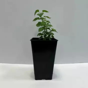 Сирень Юрий Гагарин 12 h15 см