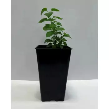 Сирень Красавица Москвы 12 h15 см