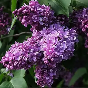Сирень Максимович 15 h30 см