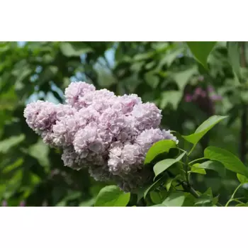 Сирень Михайло Ломоносов 19 h80 см