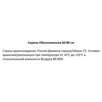 Сирень обыкновенная 22.5 см h60-80 см