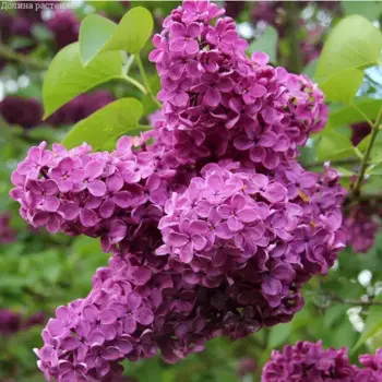 Сирень обыкновенная Чарльз Джоли 15 h35 см