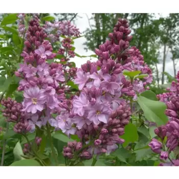 Сирень обыкновенная Маршал бирюзовая 15 h35 см