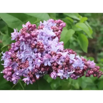 Сирень обыкновенная Маршал малиновский 15 h35 см