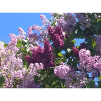 Сирень обыкновенная Вечерний звон 15 h35 см