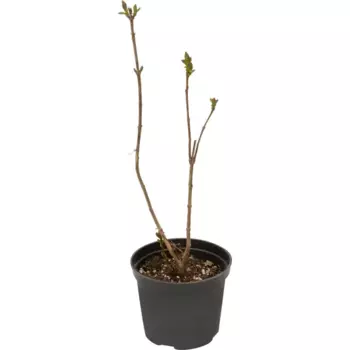 Сирень Огни Донбасса 15 h35 см