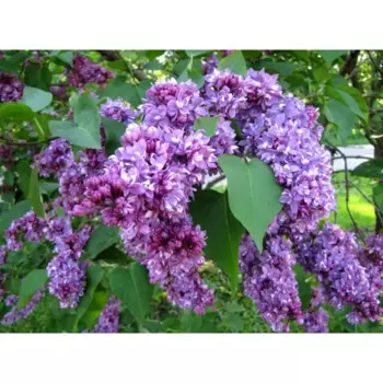 Сирень Огни Донбасса 19 h30 - 50 см