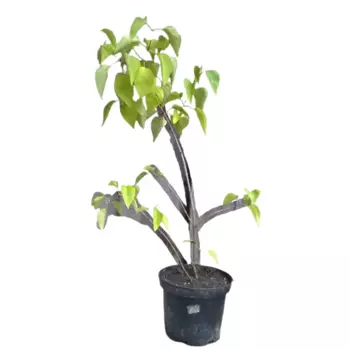 Сирень Огни Донбасса 9 h15 см