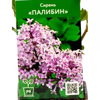 Сирень Палибин 9 см h40 см