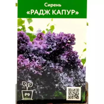Сирень Радж Капур 9 см h40 см