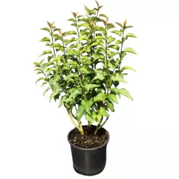 Сирень Советская Арктика 9 h15 см