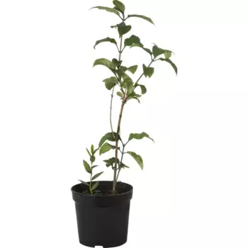 Сирень венгерская C3 40-60 см