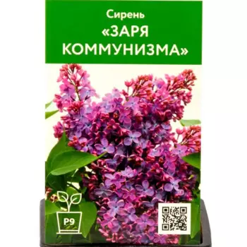 Сирень Заря коммунизма 9 см h40 см