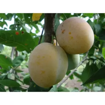 Слива «Белая медовая» C7 высота 150-180 см