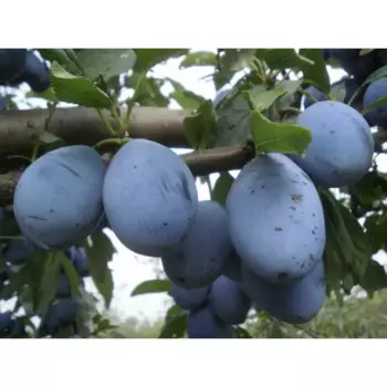 Слива «Чёрнослив» C7 высота 150-180 см