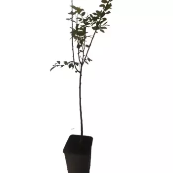 Слива Фортуна 23 см h130-150 см