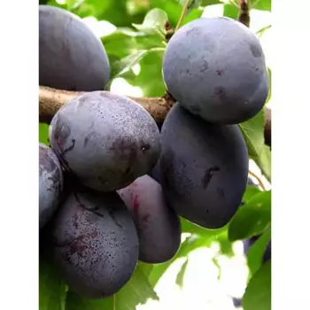 Слива колоновидная «Блю свит» C7 высота 120-150 см