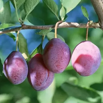 Слива Конфетная 22 h125 см