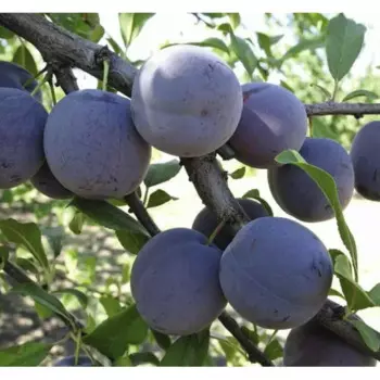 Слива Ренклод Советский 22 h80 см