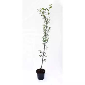 Слива русская «Кубанская комета» 25x100 см