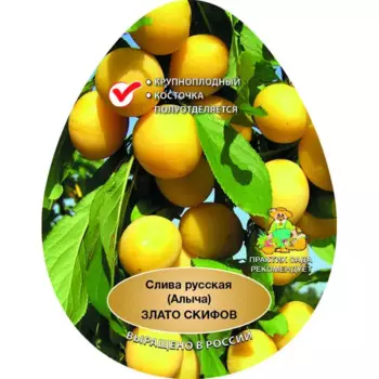 Слива русская Злато скифов сетка h150 см