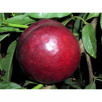 Слива «Шарафуга» C7 высота 150-180 см