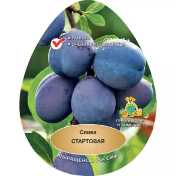 Слива Стартовая h200 см Поиск Инвест