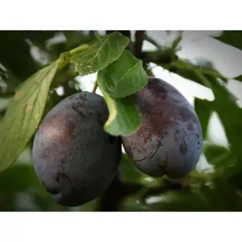 Слива «Стенлей» C7 высота 150-180 см