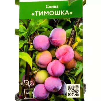 Слива Тимошка 9 h50 см