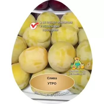 Слива Утро h200 см Поиск Инвест