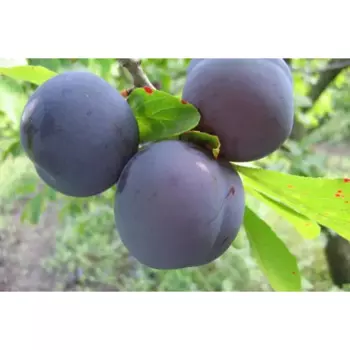 Слива Заречная Ранняя 20 h140 см