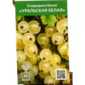 Смородина белая Уральская h40 см