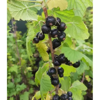 Смородина черная Багира 15 h30 см