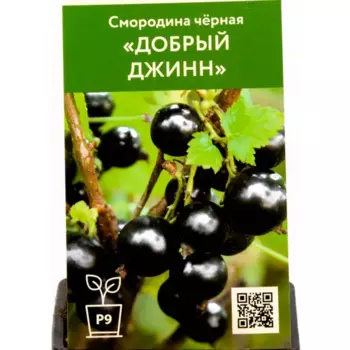 Смородина черная Добрый джинн h45 см
