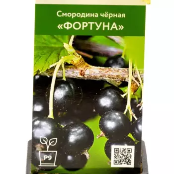 Смородина черная Фортуна h45 см