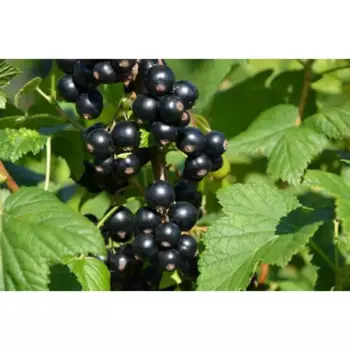 Смородина черная Гулливер h20 см